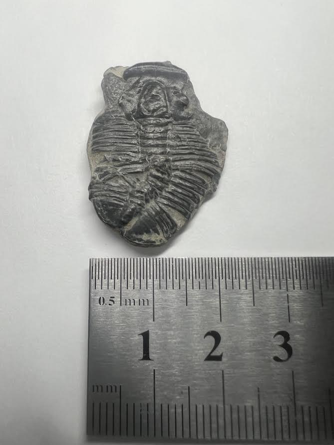 Trilobite Fossil - Elrathia kingii - Utah - 505 million years old