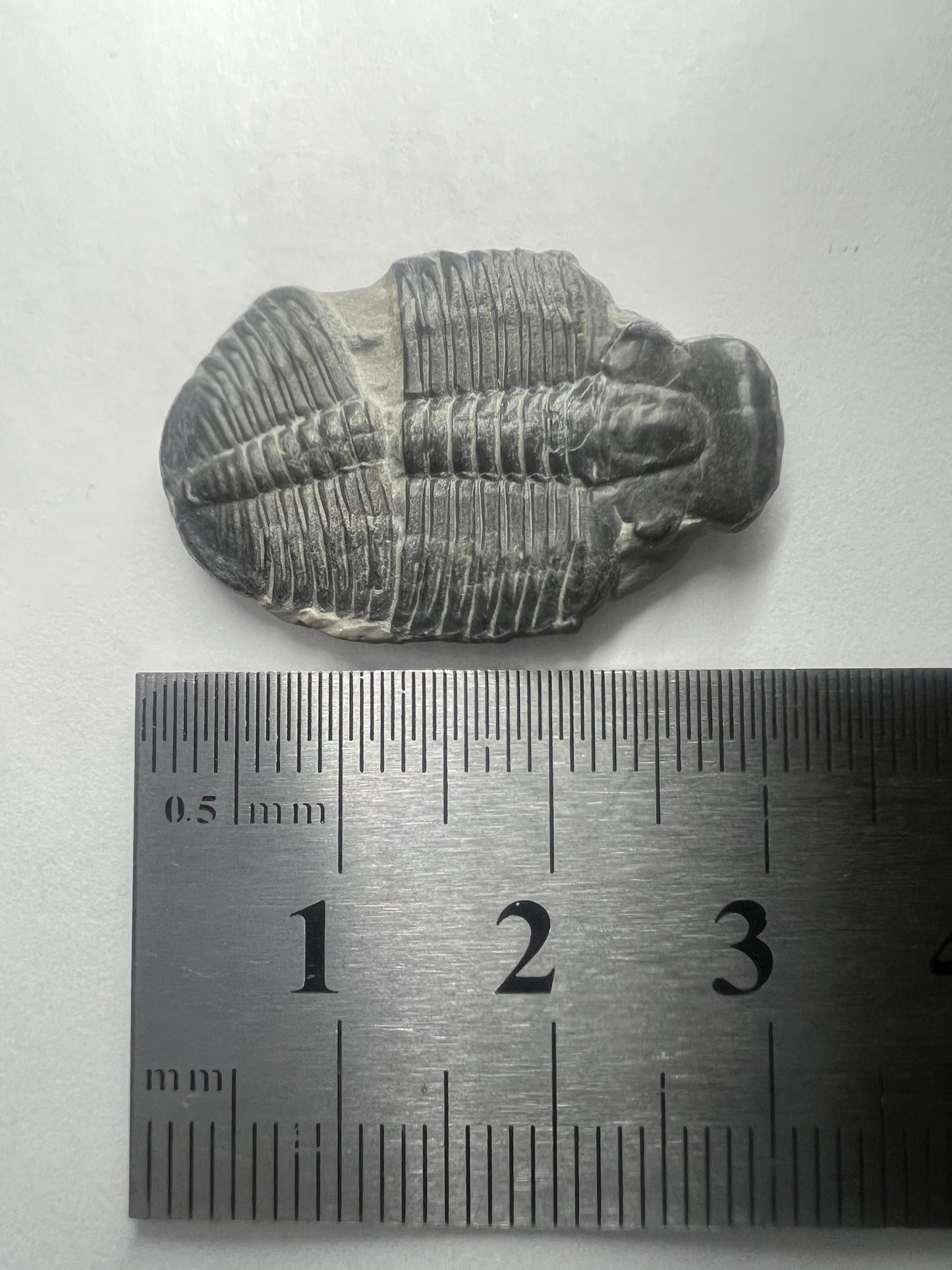 Trilobite Fossil - Elrathia kingii - Utah - 505 million years old