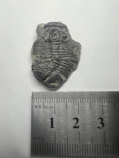 Trilobite Fossil - Elrathia kingii - Utah - 505 million years old