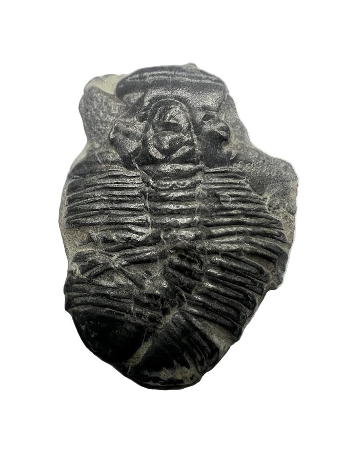 Trilobite Fossil - Elrathia kingii - Utah - 505 million years old