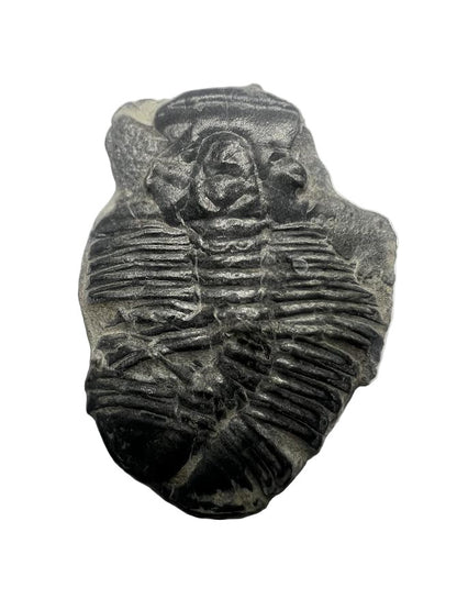 Trilobite Fossil - Elrathia kingii - Utah - 505 million years old