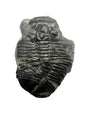 Trilobite Fossil - Elrathia kingii - Utah - 505 million years old
