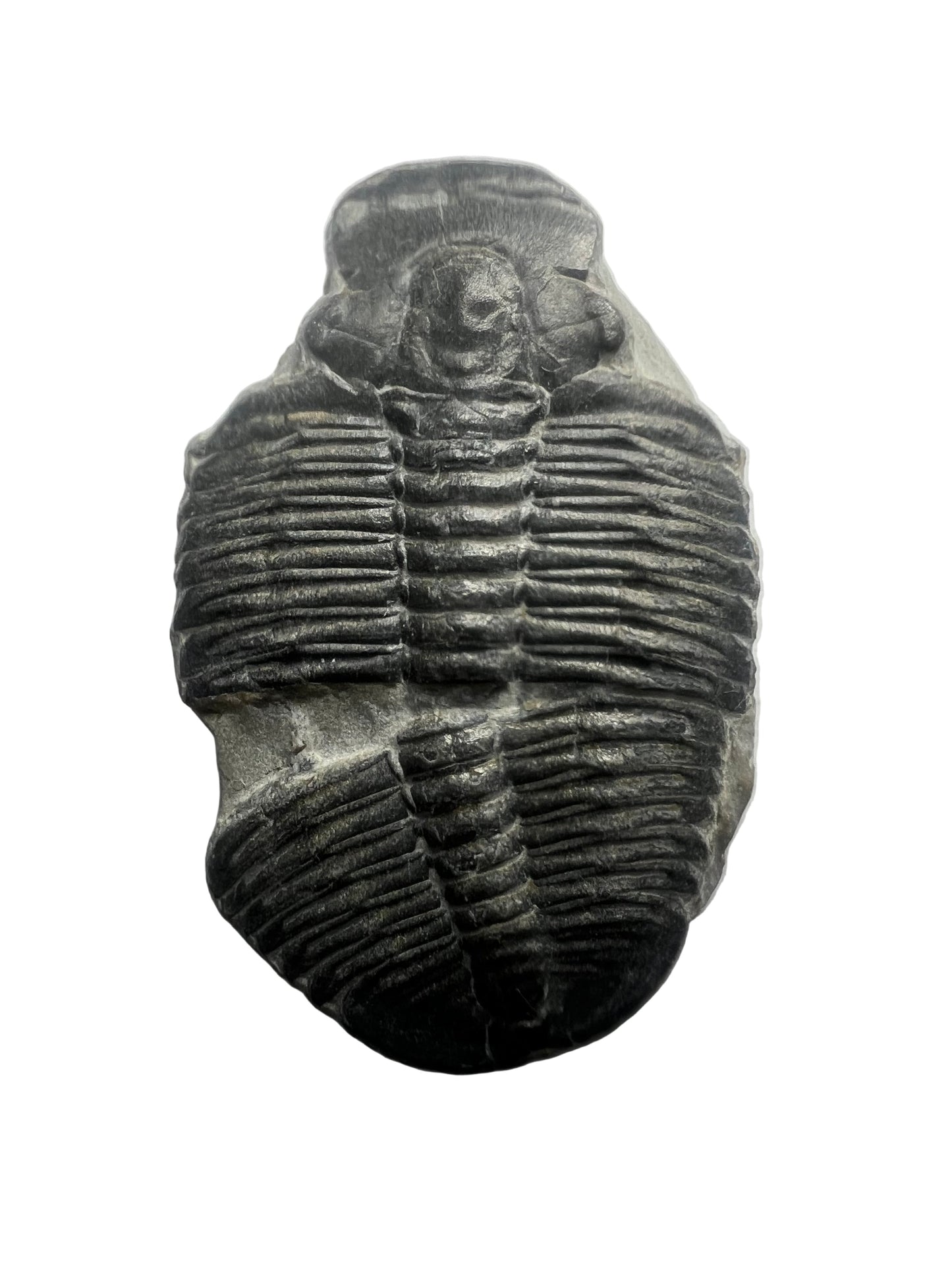 Trilobite Fossil - Elrathia kingii - Utah - 505 million years old
