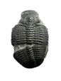 Trilobite Fossil - Elrathia kingii - Utah - 505 million years old