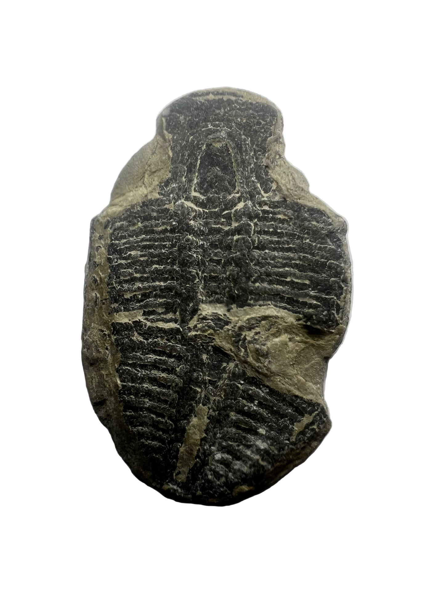 Trilobite Fossil - Elrathia kingii - Utah - 505 million years old