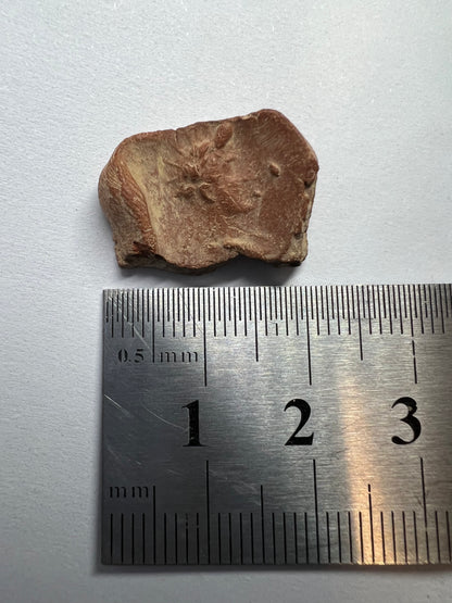 Ancient Roman Terracotta Clay Token/Tesserae 3RD CENTURY B.C. - 1ST CENTURY A.D.