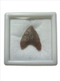 Stone Age Ancient Neolithic Stone Arrowhead in Display Box